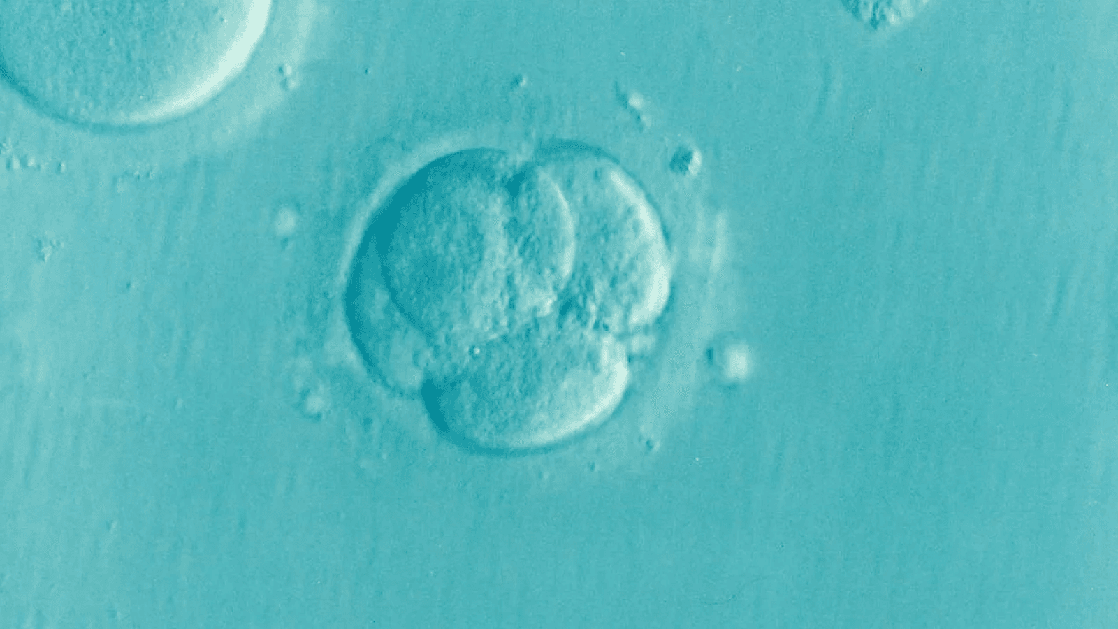 Tree of Life Fertility Center