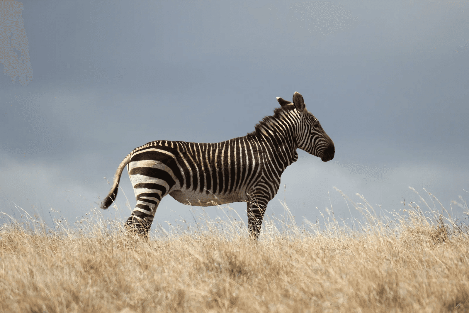 The Zebra