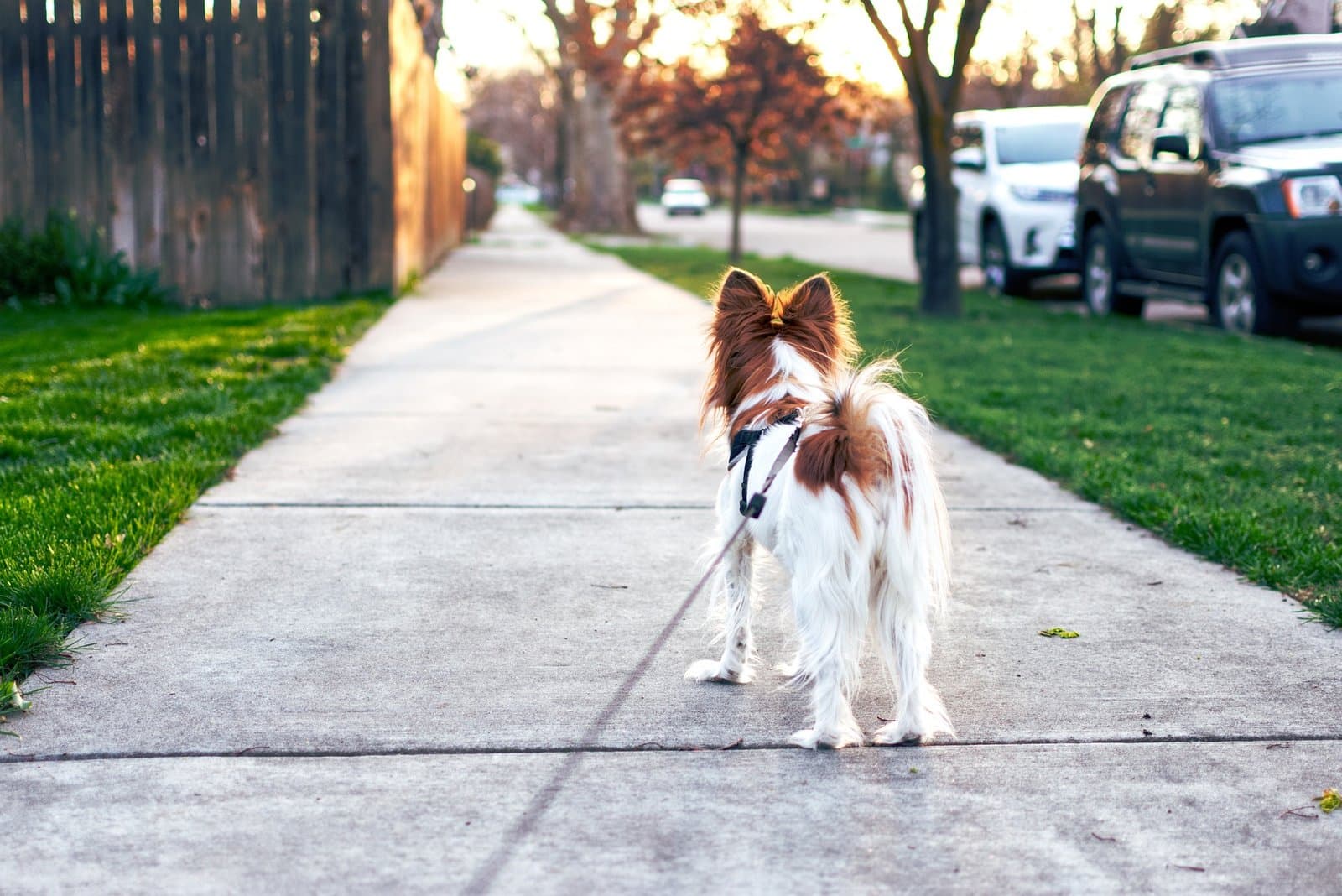 Splitting with Spot: Smart Solutions for Sharing Pet Custody
